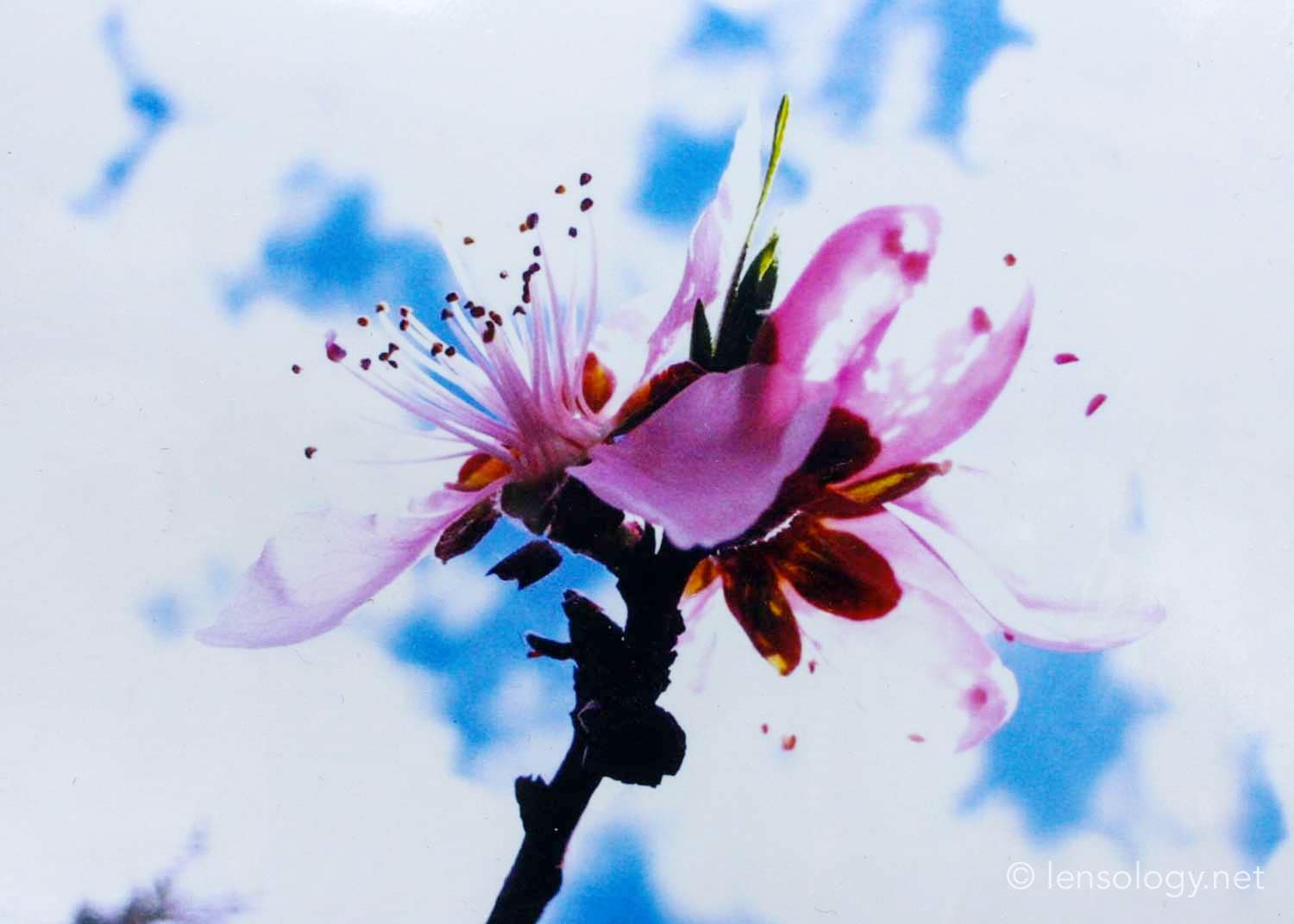 LENSOLOGY.NET - Infinitum Designs product shots at the Old Mission Alternative Art Show, Santa Barbara, CA.
All images are copyright of Lensology.net
Email: info@lensology.net
www.lensology.net